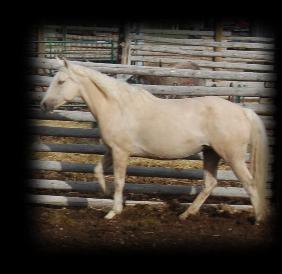 Hollywood And Shy, linebred Hollywood Gold & King, palomino mare